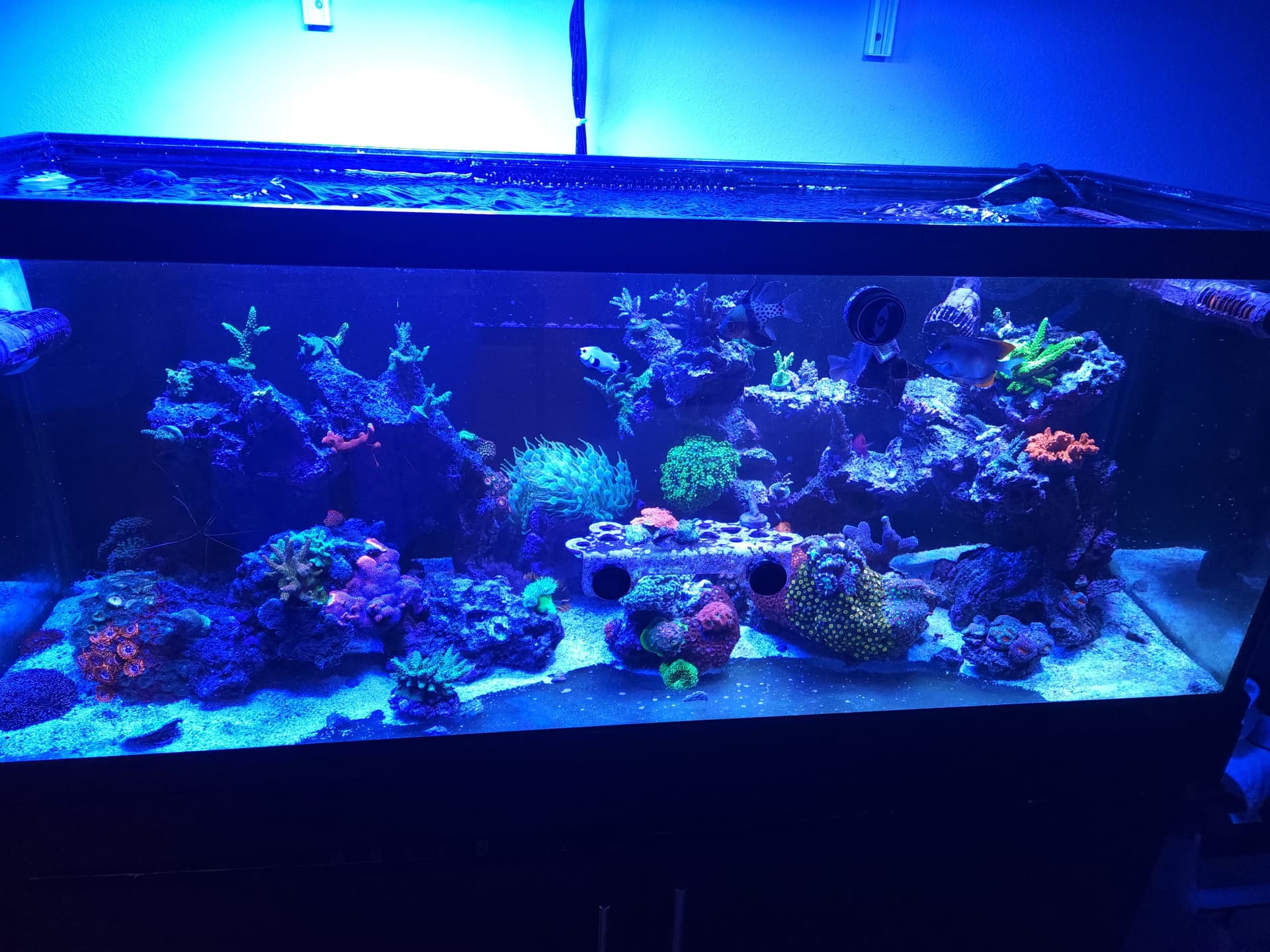 Reef Tank