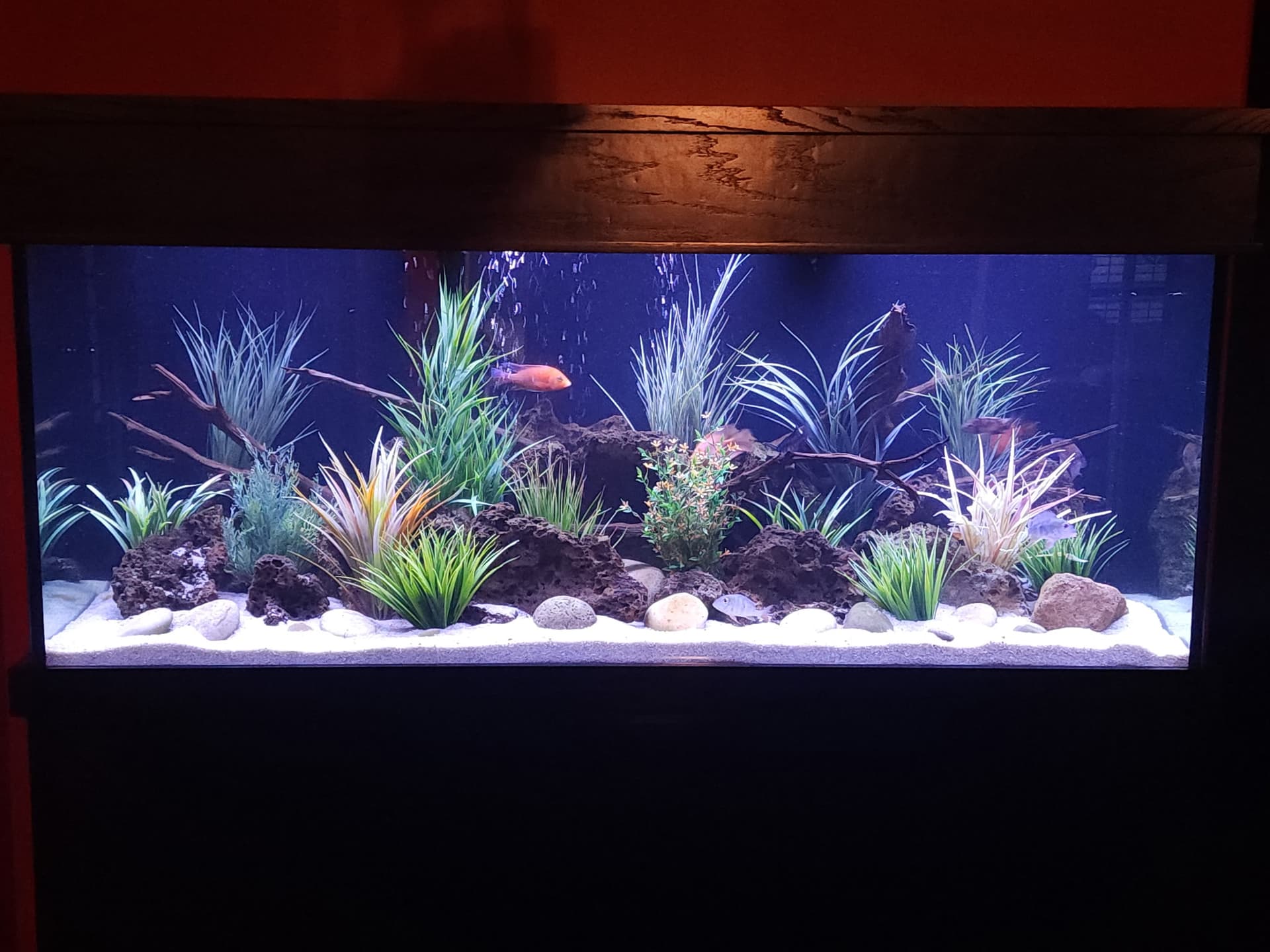 Cichlid Tank