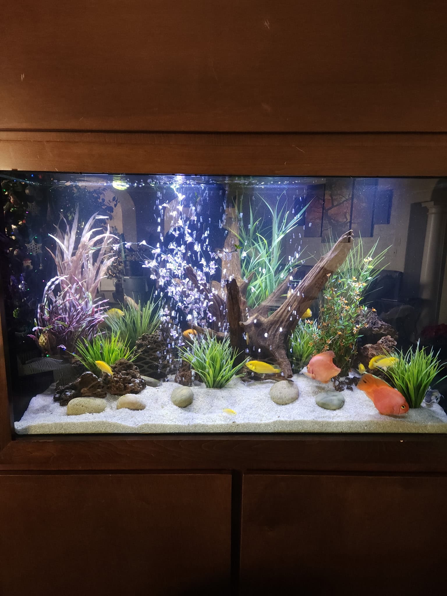 Community Tank