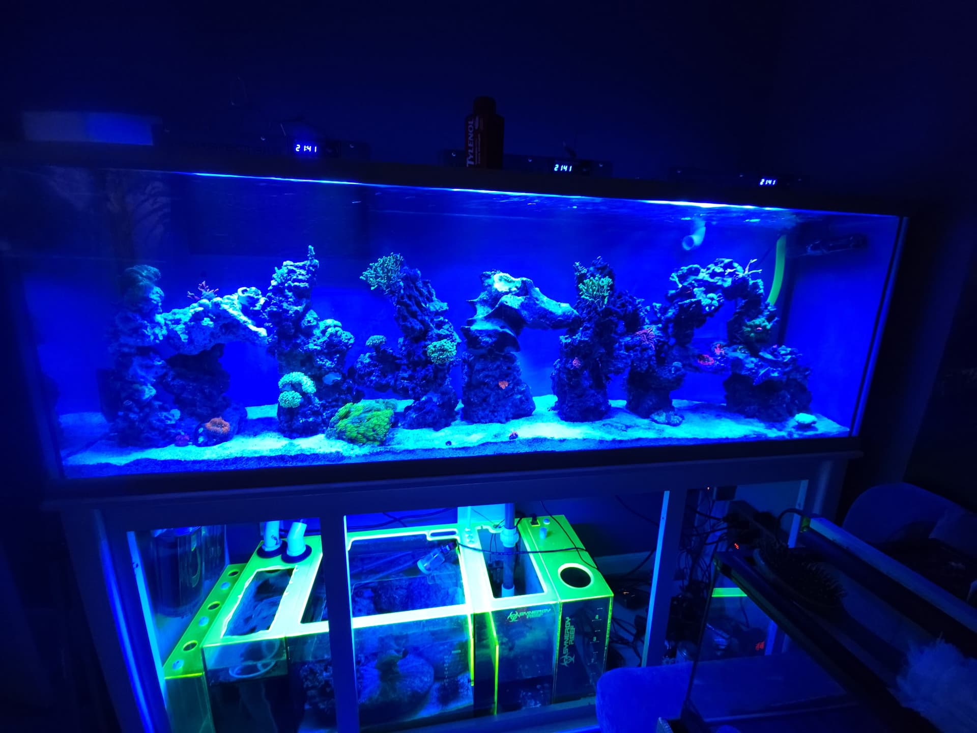Reef Setup