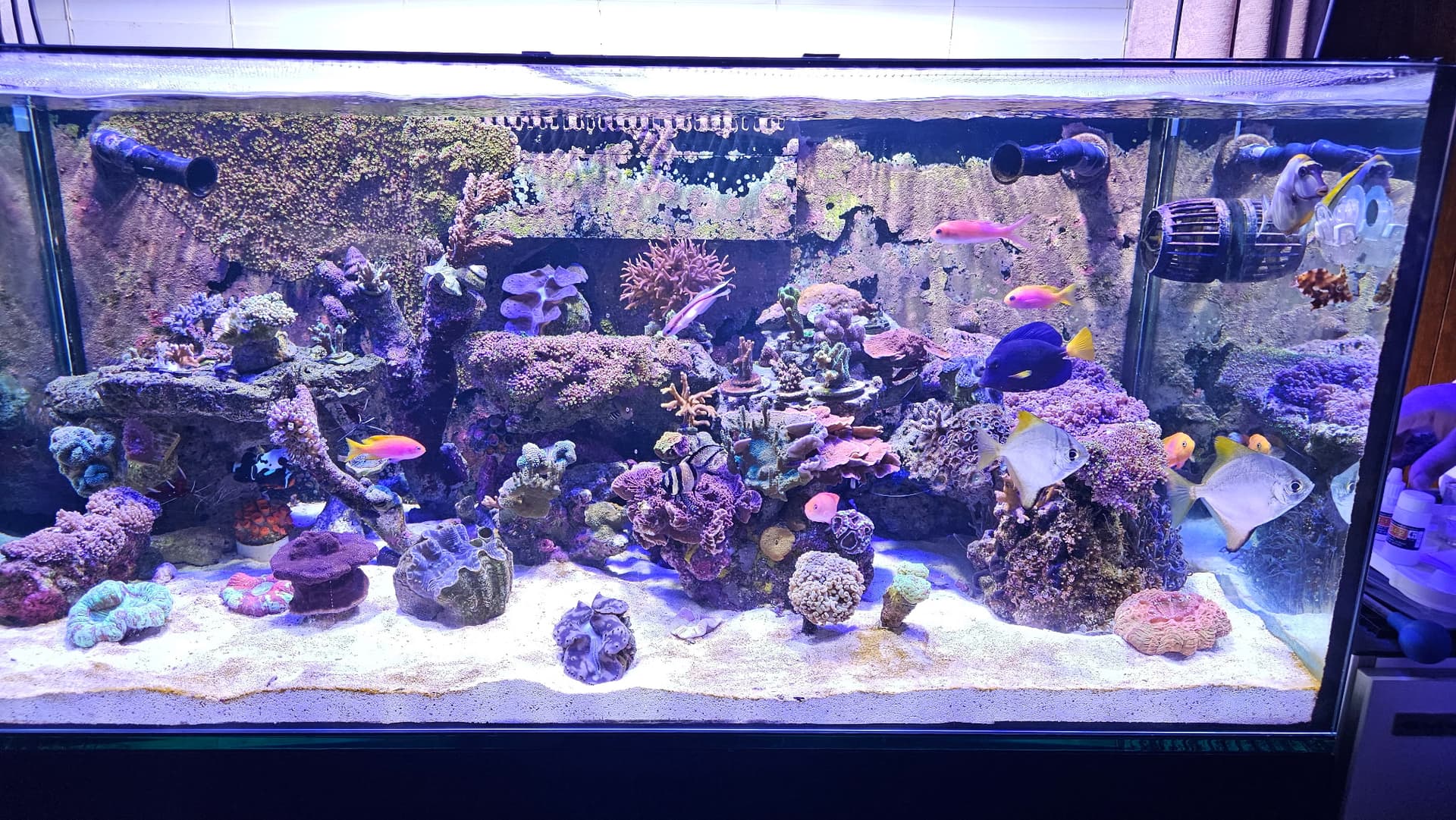 Mixed Reef