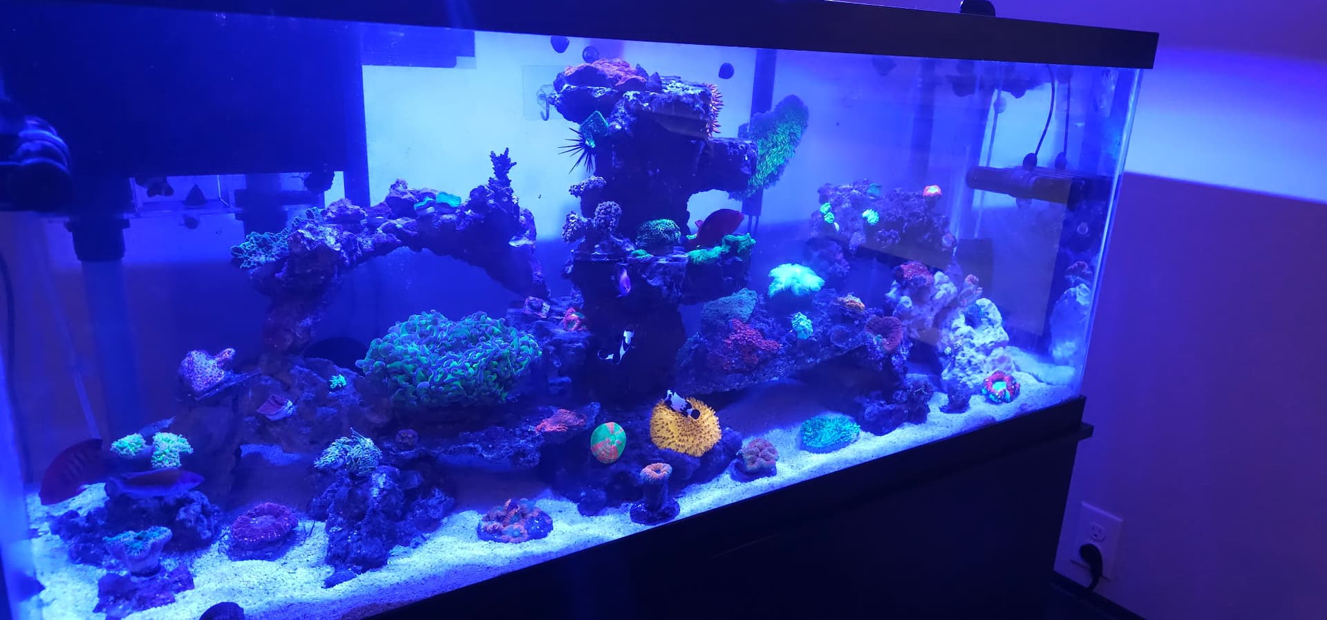 Reef Tank
