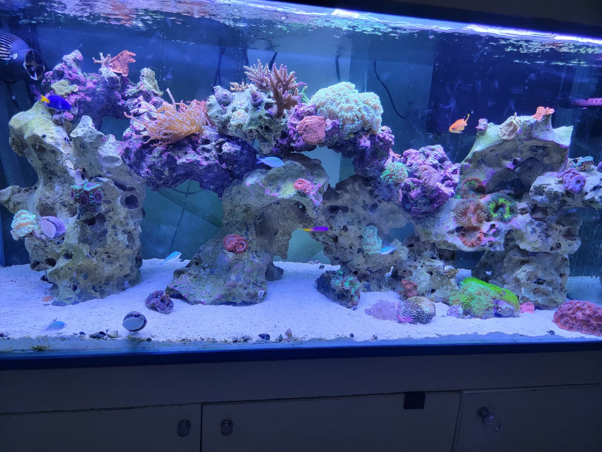 Reef Build