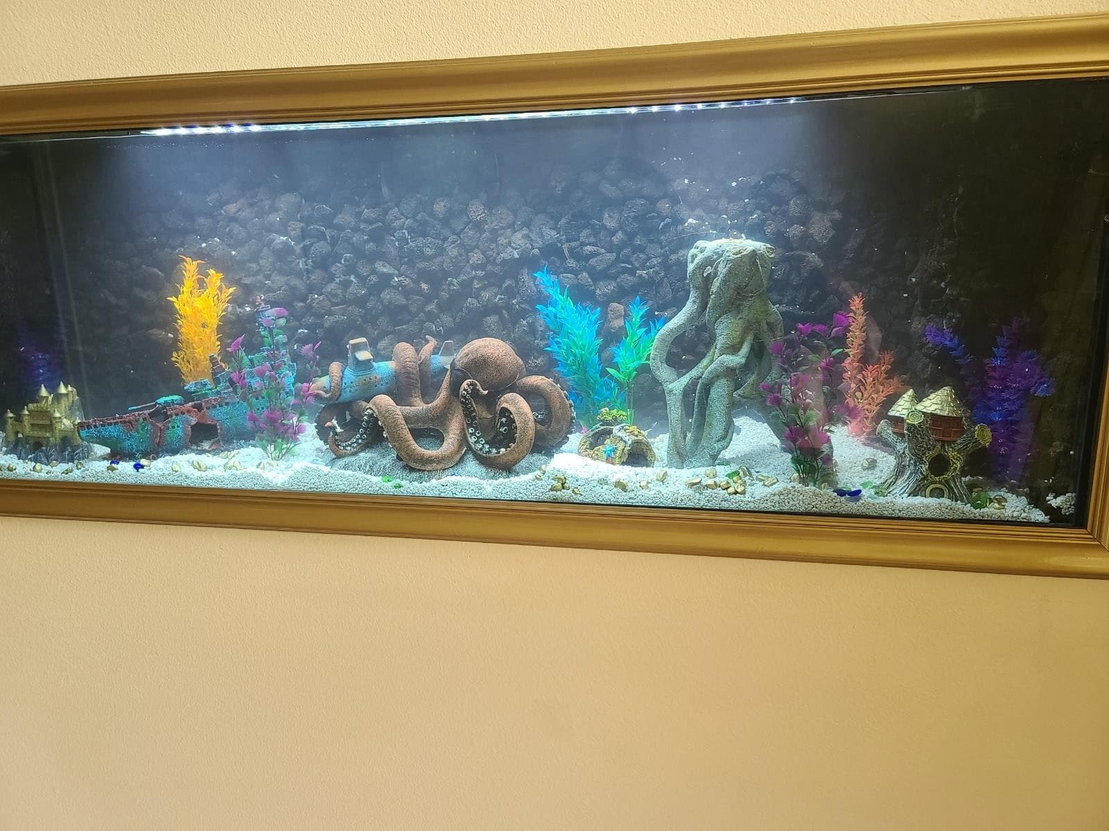Freshwater Display